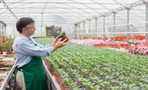 The Benefits of Plant Nurseries A Deep Dive into the Green World by Webfreen.com