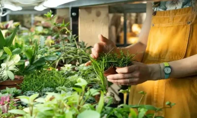 The Benefits of Plant Nurseries A Deep Dive into the Green World by Webfreen.com