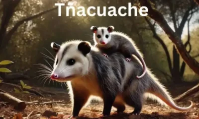 Tñacuache-The Iconic Marsupial of the Americas