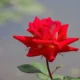 Discover the Magic of The King’s Roses NWBKA