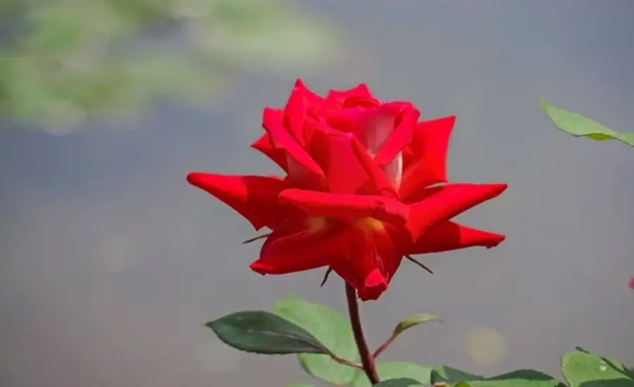 Discover the Magic of The King’s Roses NWBKA