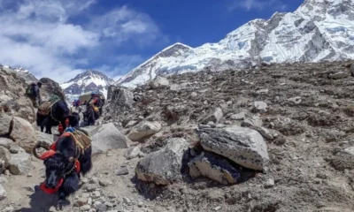 Trekking to Everest Base Camp with Sherpas A Cultural and Scenic Adventure